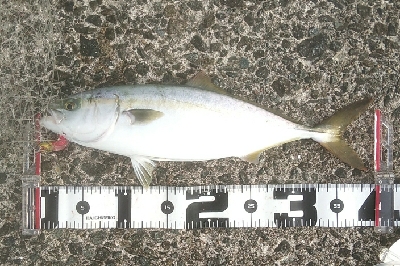 台風後のリセット 青物好調でした