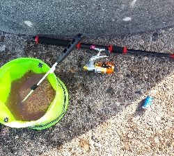 グレ、写真をご覧ください(*^^*)