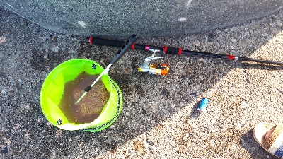 グレ、写真をご覧ください(*^^*)