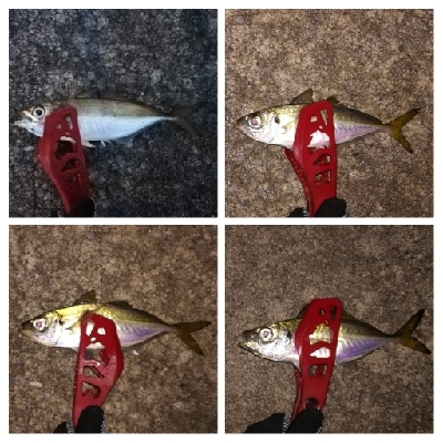 アジンガー1800〜2010