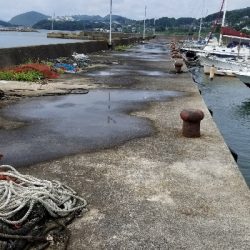 チヌ狙いでしたが