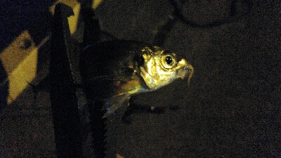 今回はナイトアジング