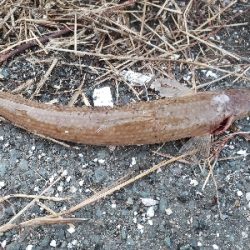 今日もコヤツか⁉️