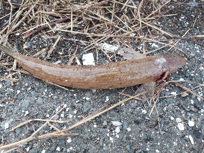 今日もコヤツか⁉࿠…