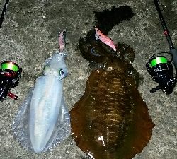 久し振りにフクフクエギンガーさんと