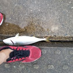 雨上がりショアジギ