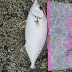 初カンパチ(シオ)(ﾟДﾟ)!!