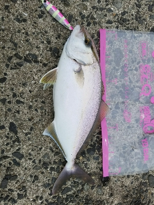 初カンパチ(シオ)(ﾟДﾟ)!!