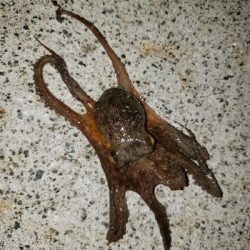 今日はかなり渋い