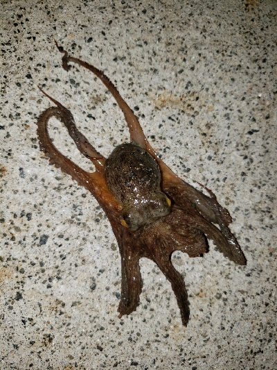 今日はかなり渋い