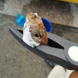 2019年8月8日釣行in箱崎ふ頭