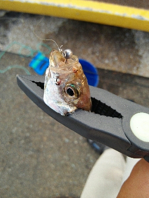 2019年8月8日釣行in箱崎ふ頭