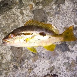 久しぶりに十六島