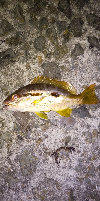 久しぶりに十六島