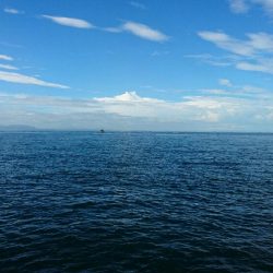 タコ青物は毎日不発