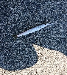 水軒へ刀狩り!!