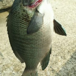 初イシガキタイ