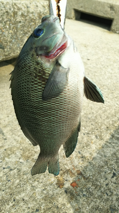 初イシガキタイ