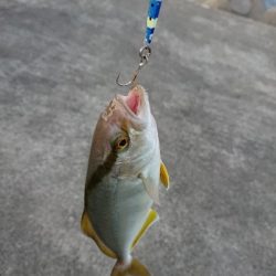 鹿児島釣行 2日目