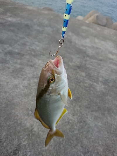 鹿児島釣行 2日目
