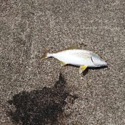 鹿児島釣行 3日目