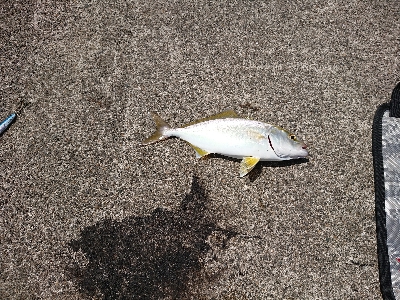 鹿児島釣行 3日目