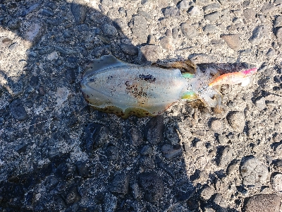 鹿児島釣行 4日目