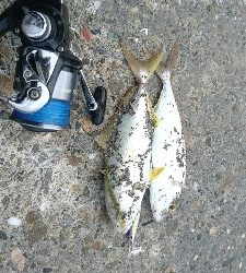 桂浜〜春野周辺サーフ ライトショアジギング