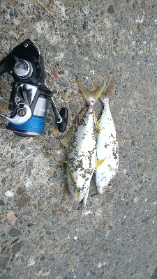 桂浜〜春野周辺サーフ ライトショアジギング