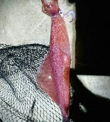 ツバイソ   ケンサキイカ