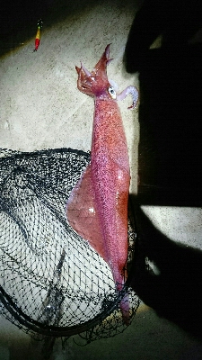 ツバイソ   ケンサキイカ