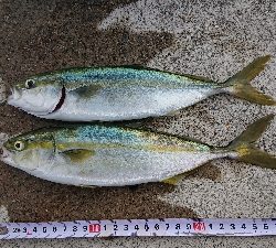 強風の中ツバス