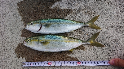 強風の中ツバス