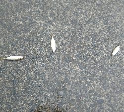 豆アジラッシュ