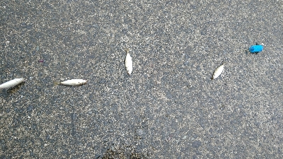 豆アジラッシュ