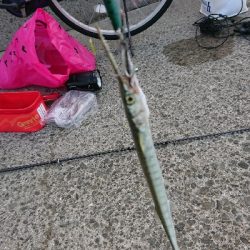 サバ〜ダツ〜タイ!!