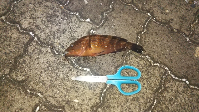 キジハタはへチにいる