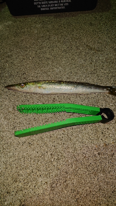 テンヤでカマス⁉࿠…