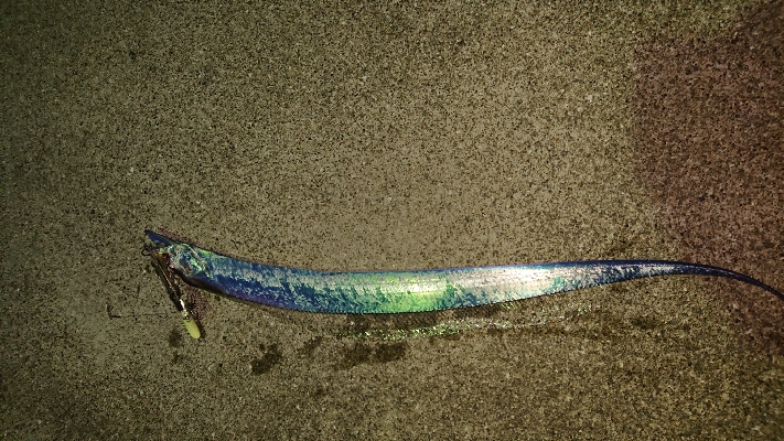 今シーズン初。