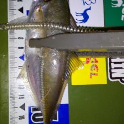 今日はタダ巻きが◎