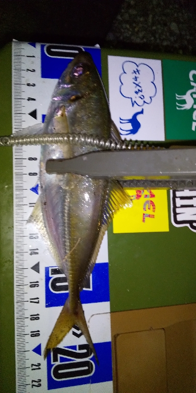 今日はタダ巻きが◎