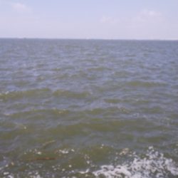 今月チヌ絶好調ストリンガー足りません!