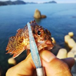 ちっぽけぽっけ