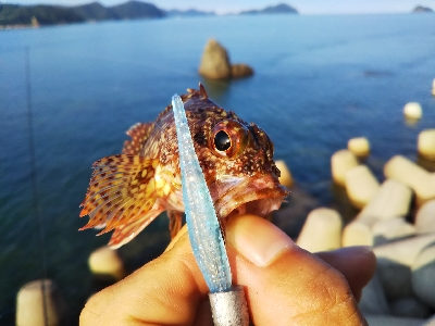 ちっぽけぽっけ