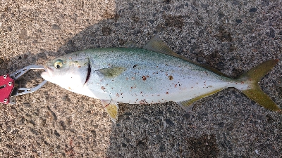 ショアラバ不発でショアジギ