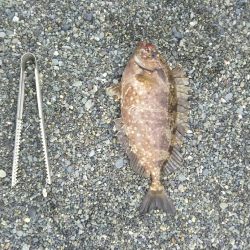 小田原で渚釣り