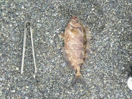 小田原で渚釣り