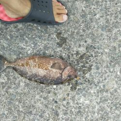 食わせだんごでアイゴ爆釣