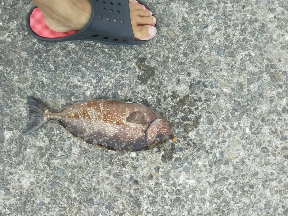 食わせだんごでアイゴ爆釣