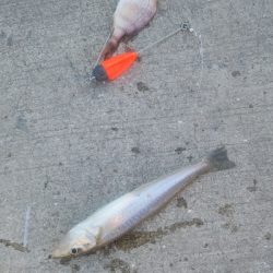 タチウオは不発